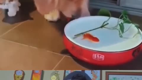 WOW! Doggy is Great 😢 ｜ Dog saved fish life