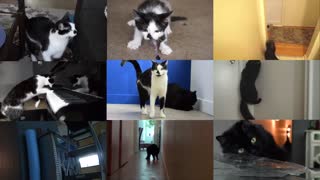 Graciosos videos musicales creados desde sonidos de gatos al azar