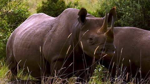 Watch as a Protective Rhino Mother Keeps Her Precious Calf Safe