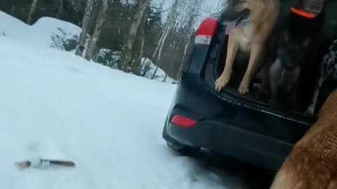 Terrier Stands Underneath Labrador