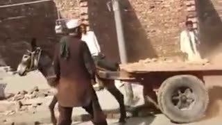 Unloading donkey cart full of bricks