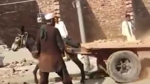 Unloading donkey cart full of bricks