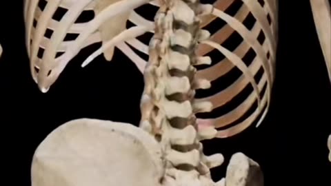 Human skeleton 🔥🥵