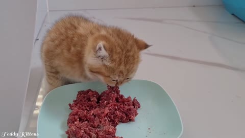 Ophelia the mother cat and her fluffy kittens' antics