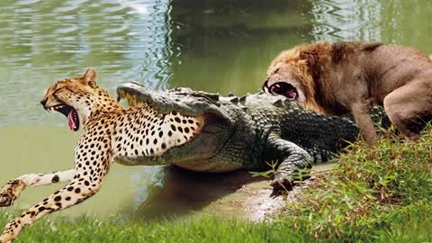 Crocodile hunting big cats Wooh..