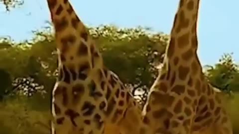 Male giraffes fighting 🦒🦒🦒