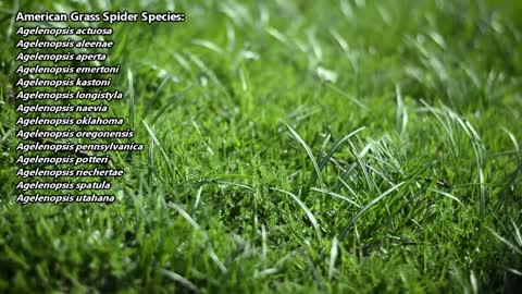 American Grass Spider facts the harmless funnel weavers Animal Fact Files