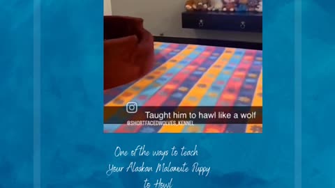 Teach an Alaskan Malamute Puppy to Howl