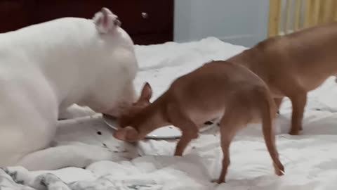 Pit bull sharing food with chihuahuas