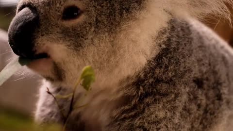 Koala eating leaves ❤️