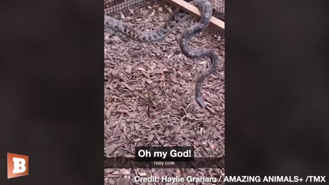 Young Woman GASPS as Texas Mother Calmly Removes Snake from Chicken Coup, Then Her Daughter's Car