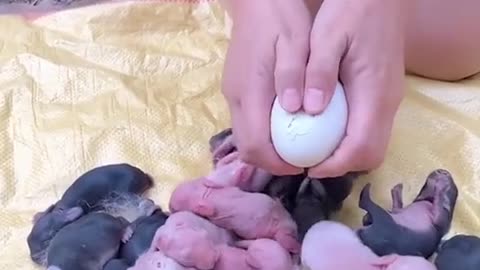 puppies in the egg