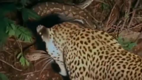 OMG! Giant Python Hunt Leopard Cubs When Mother Leopard Hunting Impala, Anaconda vs Crocodile