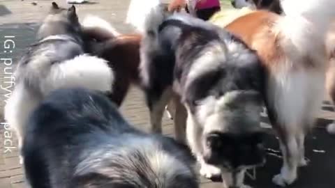 Giant Alaskan Malamutes