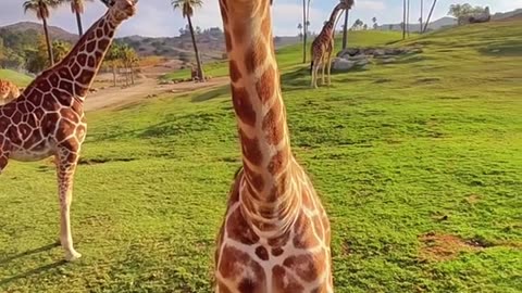 giraffe