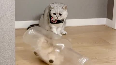 funny cats video, new funny cats video