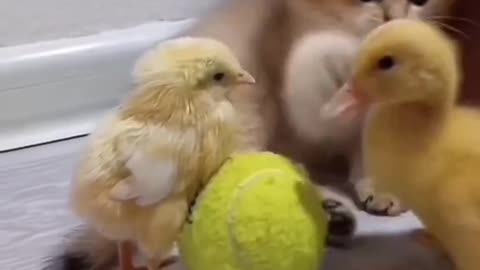 Cat in duck fight