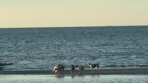 Happy Island Dogs Play On Beach