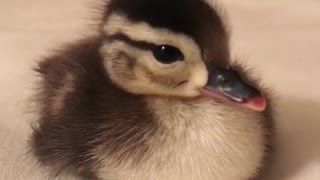 This Rescued Little Ducking Gets A Second Chance At Life