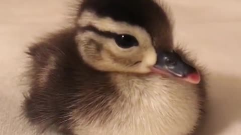 This Rescued Little Ducking Gets A Second Chance At Life