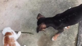 Dog with cat funny playing|pupy vs kitten playing awesome