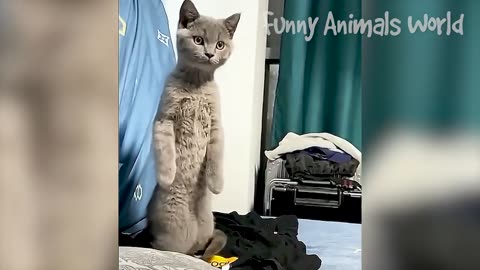 Funniest Cat's and Dogs Video 2023