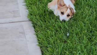 My puppy throws a fit when his corgi friends went home! 😢🐶