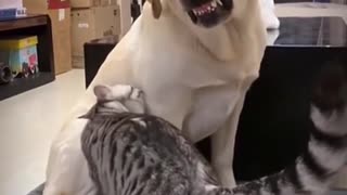 Funny Cat And Dog Compilation 4-9-2023 😅🐶🐈 #shorts