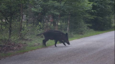 Zwijnen familie de weg over | auto | 2020 | hoge Veluwe