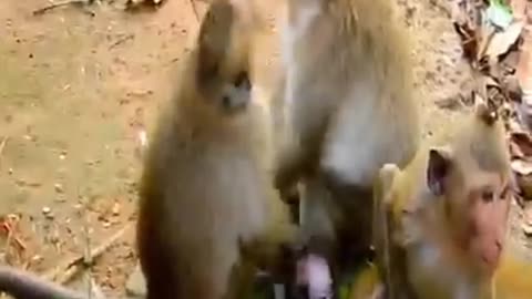 OMG. The baby monkey was bullied by 3 big monkey 🐒🐒🐒🐒🐒