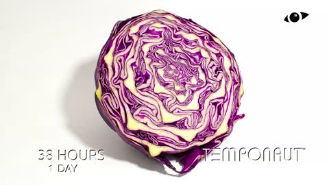 Red Cabbage Time-lapse