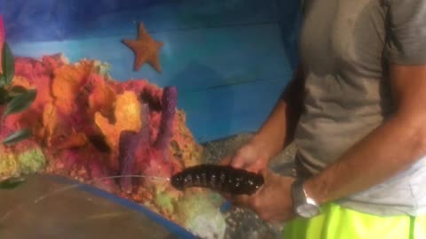 Peeing with a sea cucumber