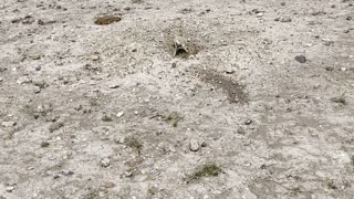 Prairie Dogs barking