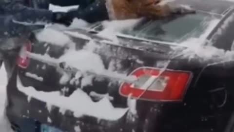 The baby didn't discuss it ~ The old man used his son to remove snow from his car.