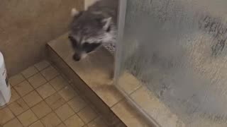 When Your Pet Raccoon Visits You in the Shower