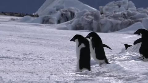 Let's Jump. 🐧🐧🐧🐧 Adélie penguins jumping over the thin crack of the sea ice