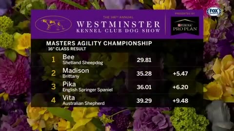 Best of 2022 Masters Agility Championships from Westminster Kennel Club | FOX Sports