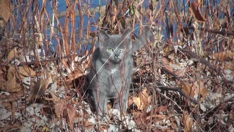 What happens if cut cat's whiskers