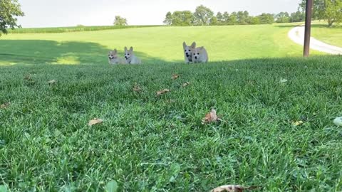 Pack of Corgis Visit a Farm