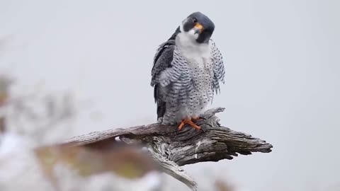Incredible Facts About the Peregrine Falcon, the World's Fastest Bird