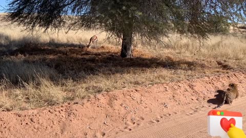 Buck Doesn't See the Leopard Behind This Tree