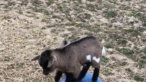 Just a few baby goats playing King of the Hill