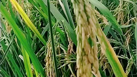 Rice Crops agricultural land