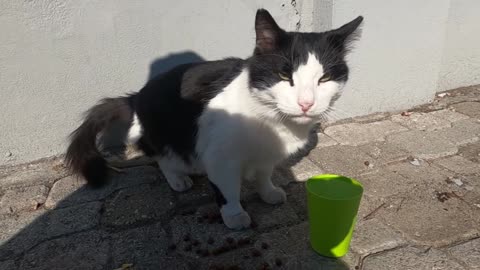 Black and white cat is meowing unbelievably cute as always