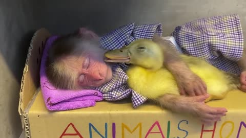 Monkey and Duckling in Love