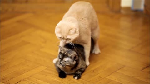 Top Best funny cat vidio 2021🐱baby cat vidio🐱cat🐱 best cat fight 2021🐱cat vidio