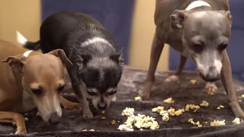 My Dogs Eating Popcorn ASMR