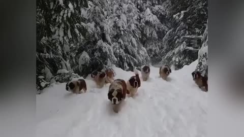 Dogs running through the cold snow