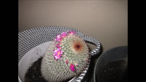 Magenta Flowers Mammillaria nunezii Britton & Rose Orcutt Cactus November 2022