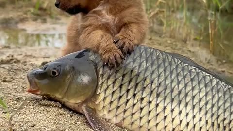 Dogs and fish 🐠🐟 fb 🤝🏻